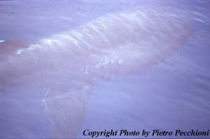 a Megamouth Shark
