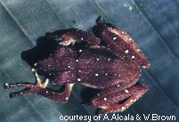 Spiny Tree Frog